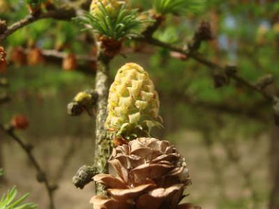Wandeling te Beerse ( Schrieken ) met gids  24 april 2016 (8)