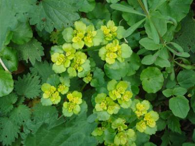 Wandeling te Oostmalle met gids  19 april 20154 (10)