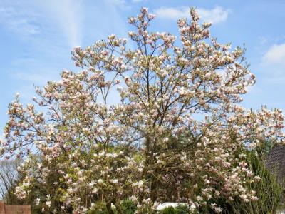 Wandeling te Oostmalle met gids  19 april 20154 (20)