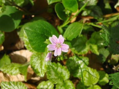 Wandeling te Oostmalle met gids  19 april 20154 (9)